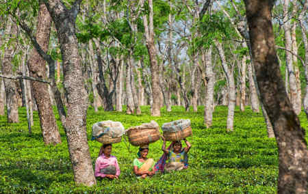 Tea pickers in Sango