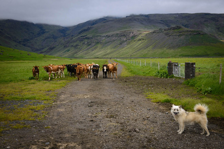 Iceland 2013