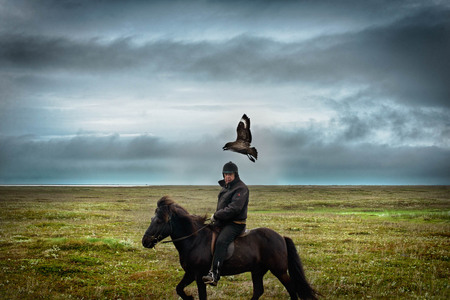 Husey Farm, rider and skua 2013