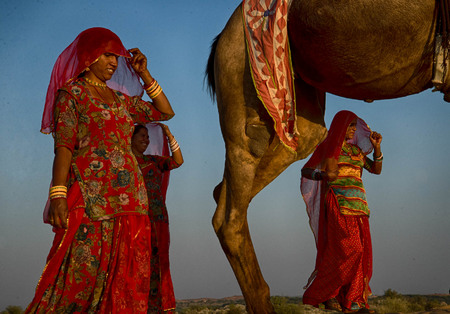 Barsingha, Thar desert 