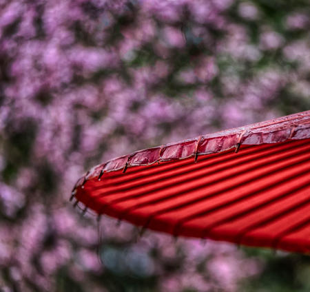 Red Umbrella, kyoto