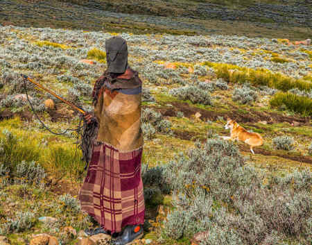 Hooded herdsman, Lesotho