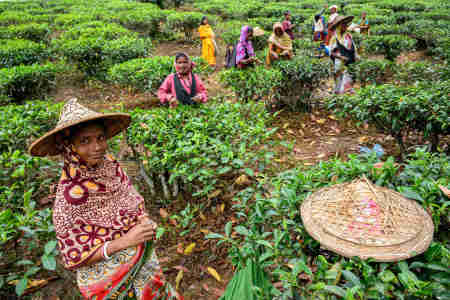 Srimangal tea gardens, Bangladesh