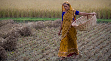 Balihata Sorail area, Bangladesh