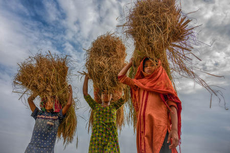 Balihata Sorail area, Bangladesh