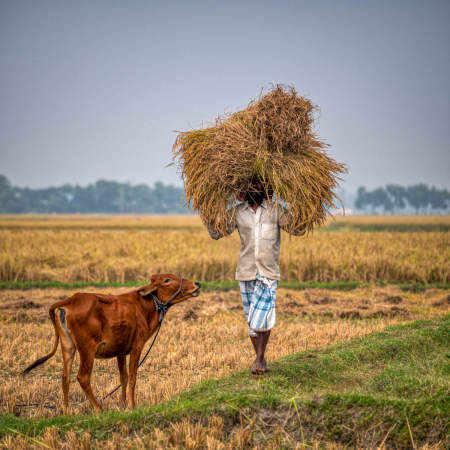 Balihata Sorail area, Bangladesh